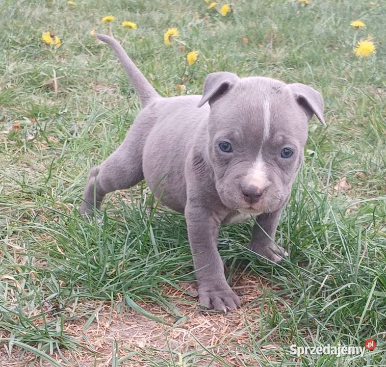 American Staffordsihre Terrier szczeniak wielkopolskie Kazimierz Biskupi sprzedam