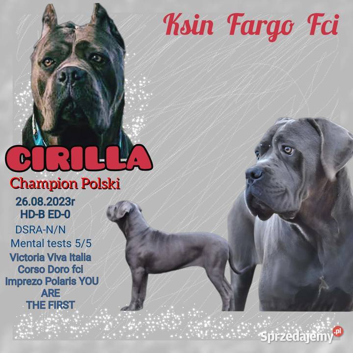 Cane Corso Ksin Fargo Fci Psy kujawsko-pomorskie