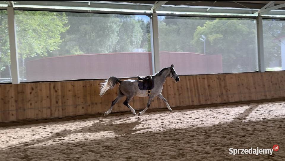 Sprzedam angloaraba Zielona Góra sprzedam