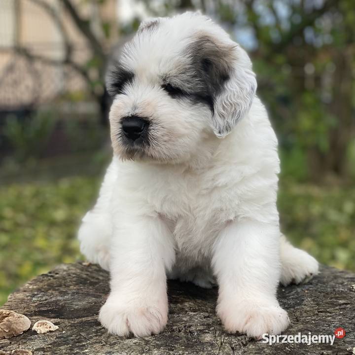 Szczeniaki Owczarek Rumuński Mioritic Psy Opole