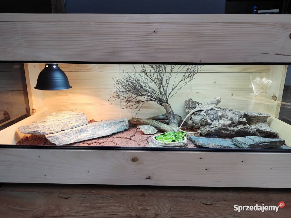 Terrarium drewniane agama brodata gekon wąż Siemianowice Śląskie