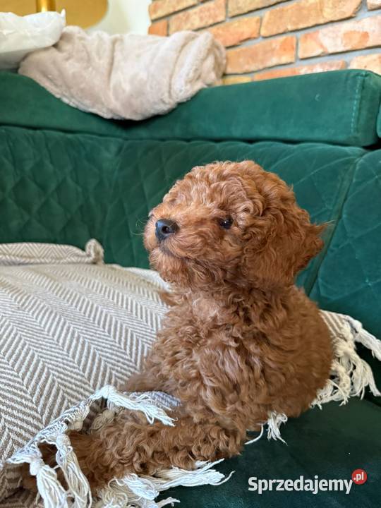 Pudel miniaturowy piesek Pamiątkowo