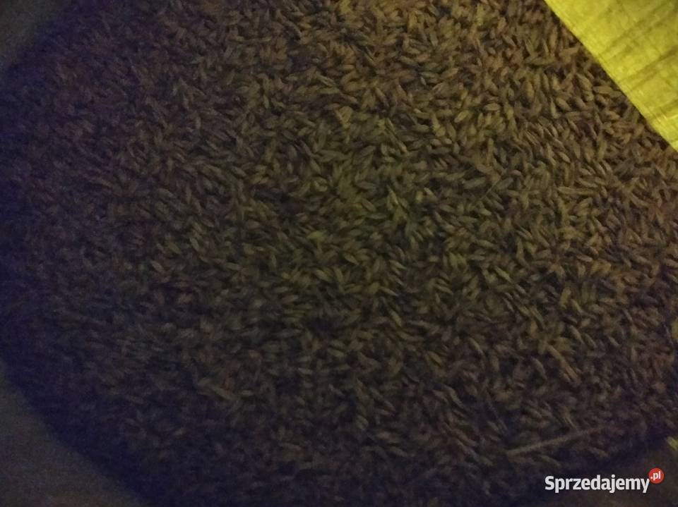 Sprzedam owies tegoroczny Dębica sprzedam