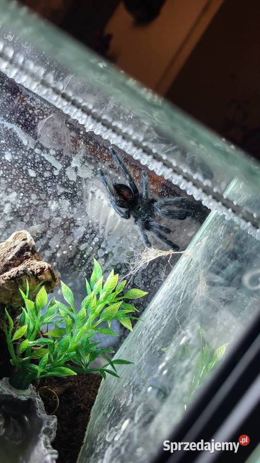 Coribena versicolor Włocławek