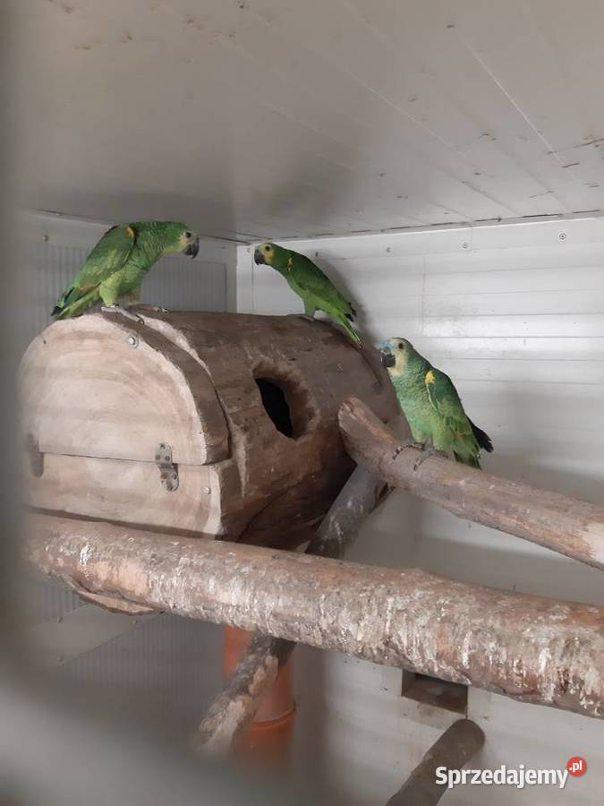 Sprzedam Amazonki niebieskoczelne śląskie Mizerów