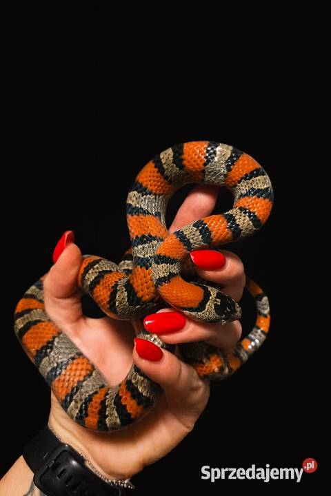 Lampropeltis mexicana lampro królewski para 2 Rybnik