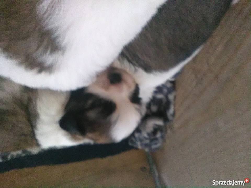 Śliczne shih tzu Dzierżoniów