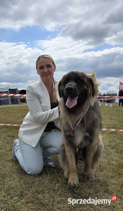 Leonberger suczki Championach FCI Andrychów