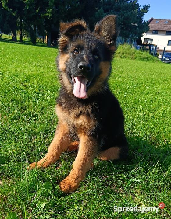 Owczarek niemiecki długowłosy SUCZKA FCI Kozy
