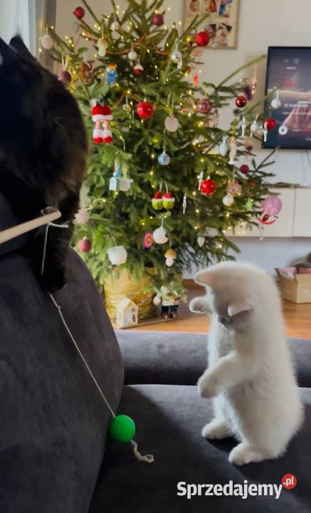 Kocur Brytyjski Smyczyna