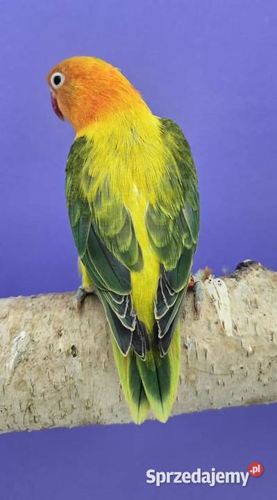 Nierozłączka Fischer młode łatwo się oswajają i sprzedam