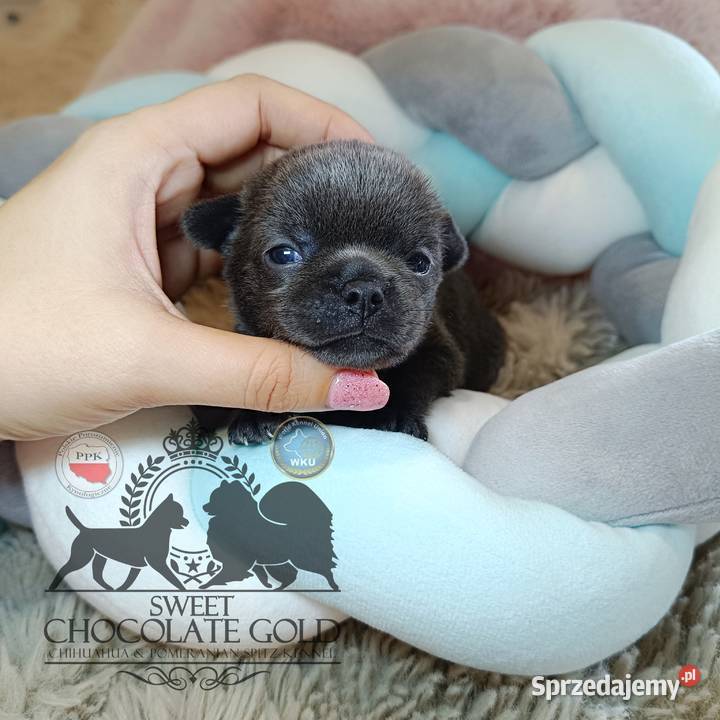 Chihuahua piesek blue niebieski krótkowłosy Warszawa sprzedam