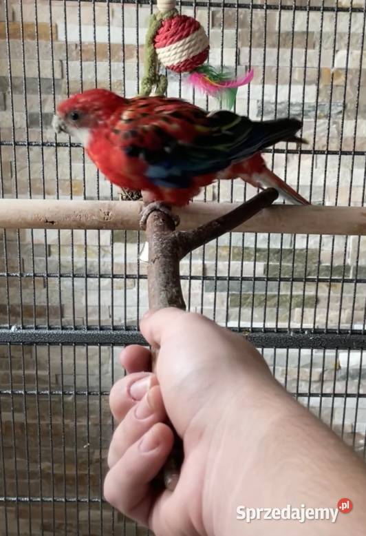 Rozella białolica Rybnik