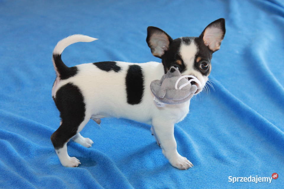 Chihuahua krótkowłosy chłopiec ZKwP FCI