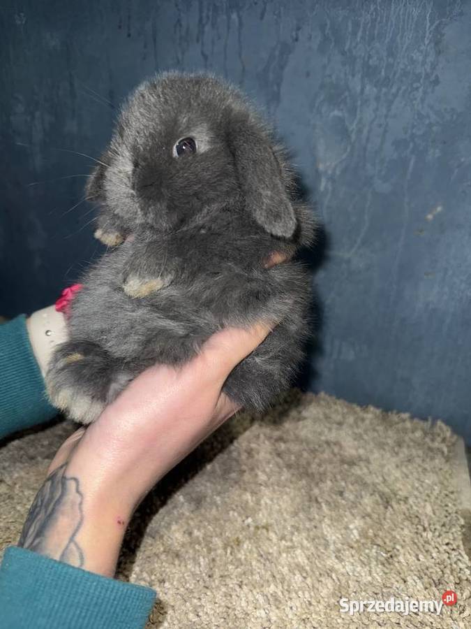 Mini Lop Królik Miniaturka Teddy Króliki Godowa