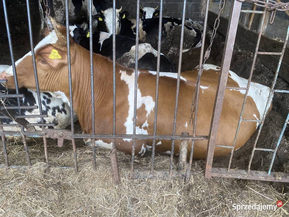 Jałówki cielne Wiele sprzedam