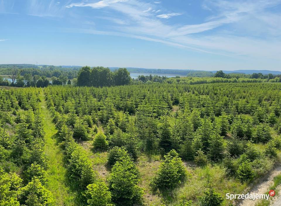Jodła kaukaska choinki cięte 80300 stała Rośliny Osieczna sprzedam