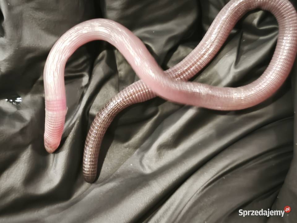 blanus sp blind snake slepucha młody osobnik Wałbrzych