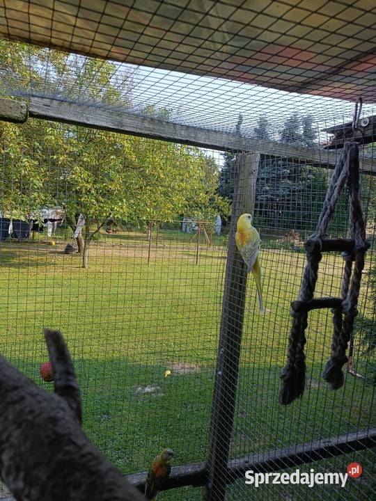 Sprzedam świergoty Ochmanów