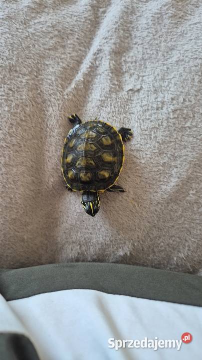 Żółw wodnolądowy Zwierzęta Leżajsk