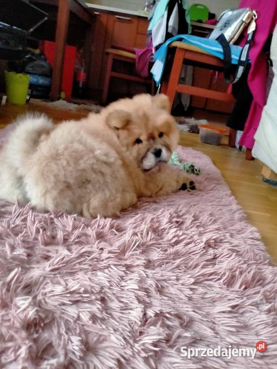 Piękny Piesek chow chow warszawa