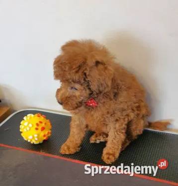 Pudel Pudelek Toy Toffik piesek red Częstochowa