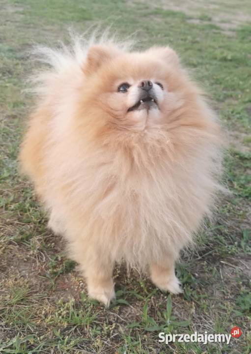 Dorosły pomeranian z uprawnieniami FCI Warszawa