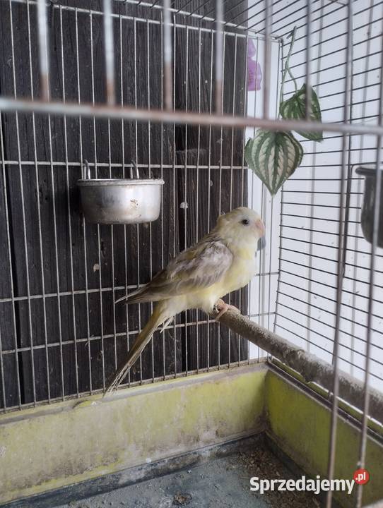 Świergotka Seledynowa