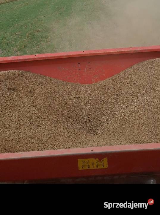 Koszenie zbóż orka gruberowanie siew wapna Łopuszno