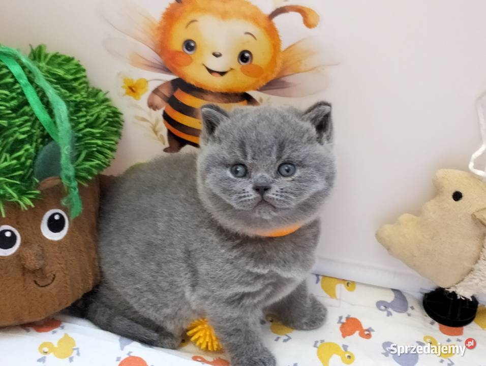 Koteczka niebieska Rodowód Międzynarodowy