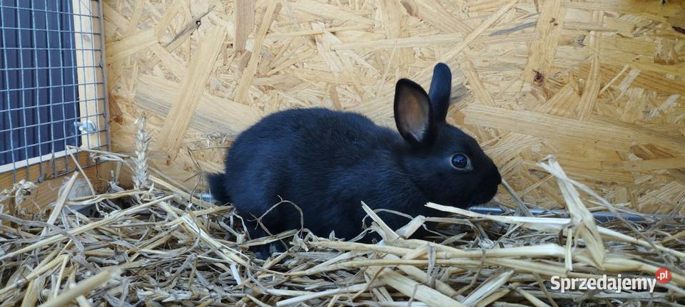 Króliczki miniaturki Gryzonie