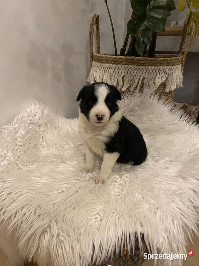 Border Collie szczeniak Tczew sprzedam