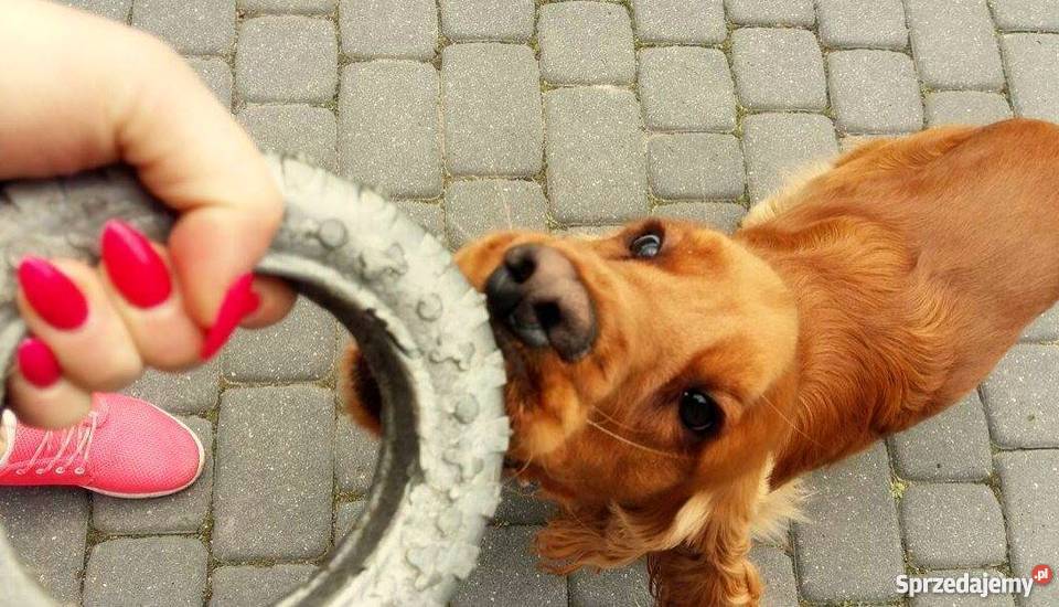 Reproduktor Cocker Spaniel mazowieckie Mińsk Mazowiecki