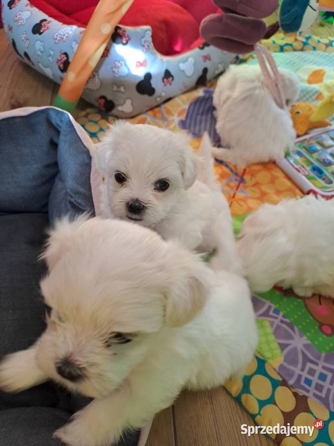 Maltańczyk sunie i pieski z króciutką kufą Warszawa