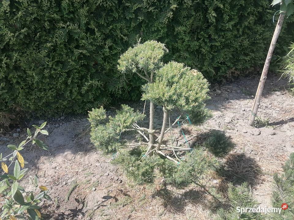 KrzewyBonsai Pudliszki