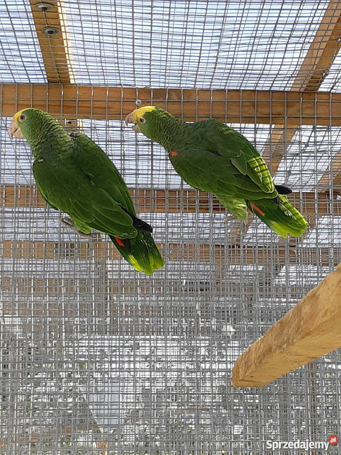 Oratrix barwinka senegalka Trojanów