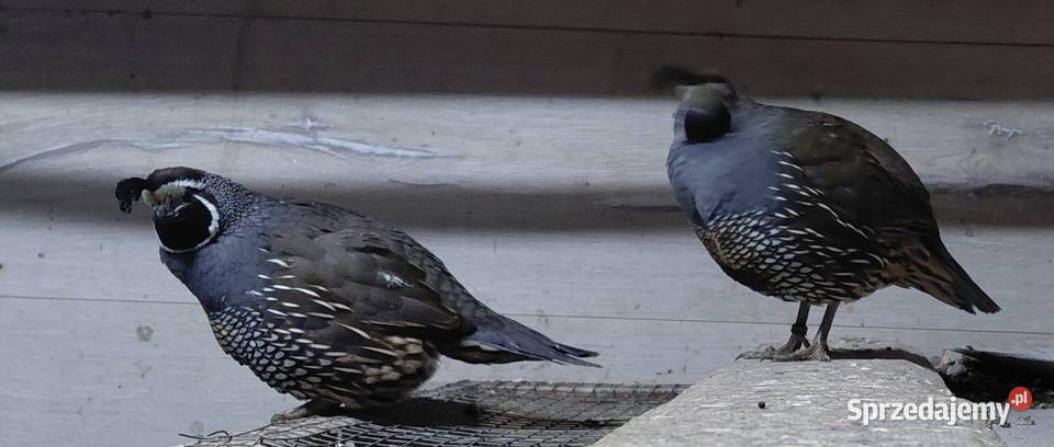 Przepiór kalifornijski