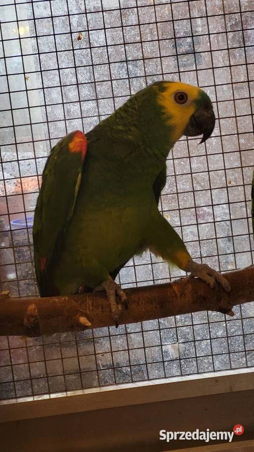 Papugi sprzedam Garwolin