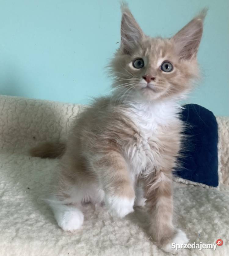 Maine Coon Rudo biały Koty dolnośląskie Wińsko sprzedam