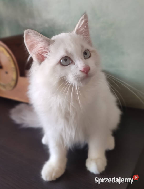 Wally Dumka cudowny kocurek neva masquerade mazowieckie Warszawa