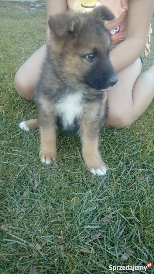 Owczarki niemieckie szczenie Zamość