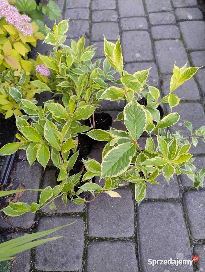 Krzewuszka laurowiśnia Nisko sprzedam