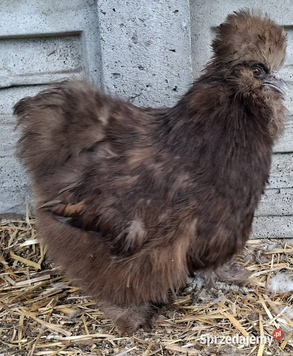 Jajka lęgowe silki usa mazowieckie Łochów