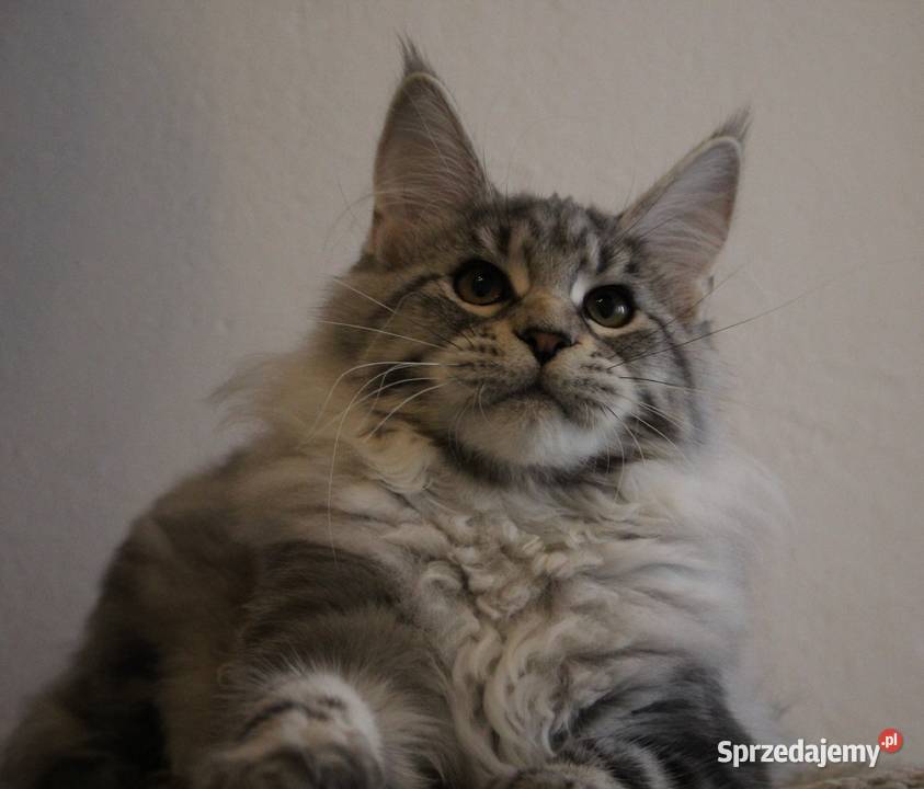 Srebrzysta koteczka maine coon Brzezia Łąka