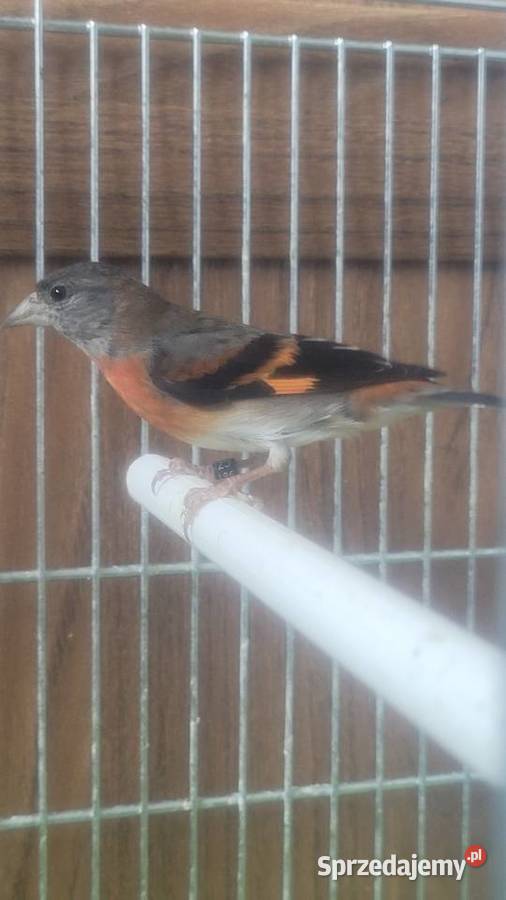 Czyżyk czerwony samiczka małopolskie Wieliczka sprzedam