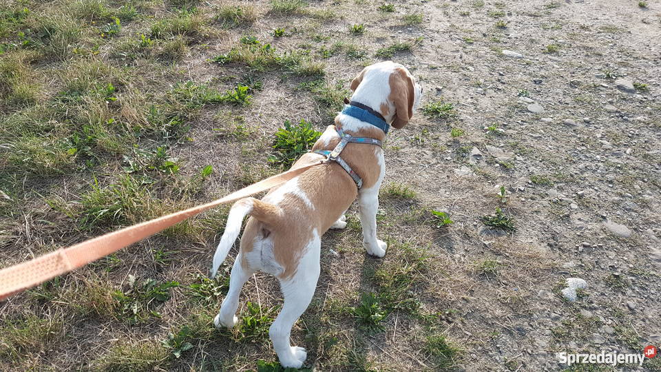 Piesek Beagle FCI samiec bicolor Nowy Sącz