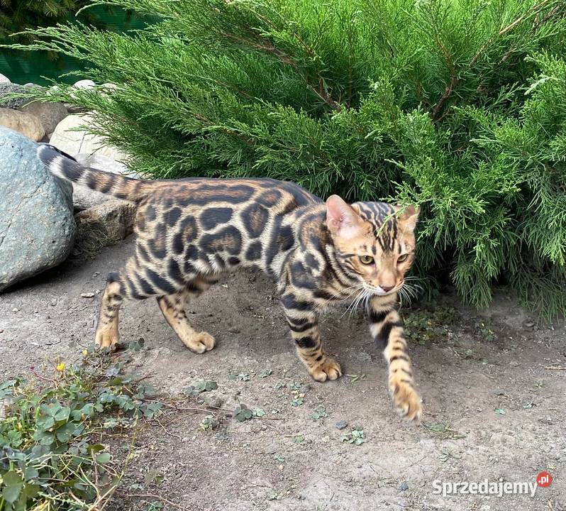 Kocurek Bengalski w opcji Hodowlanej Rodowód sprzedam