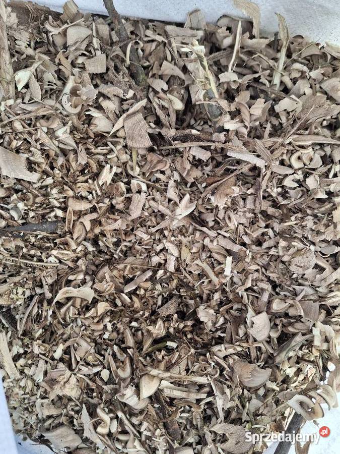 Zrębki drewniane mulcz do ogrodu do nawożenia Olszana sprzedam