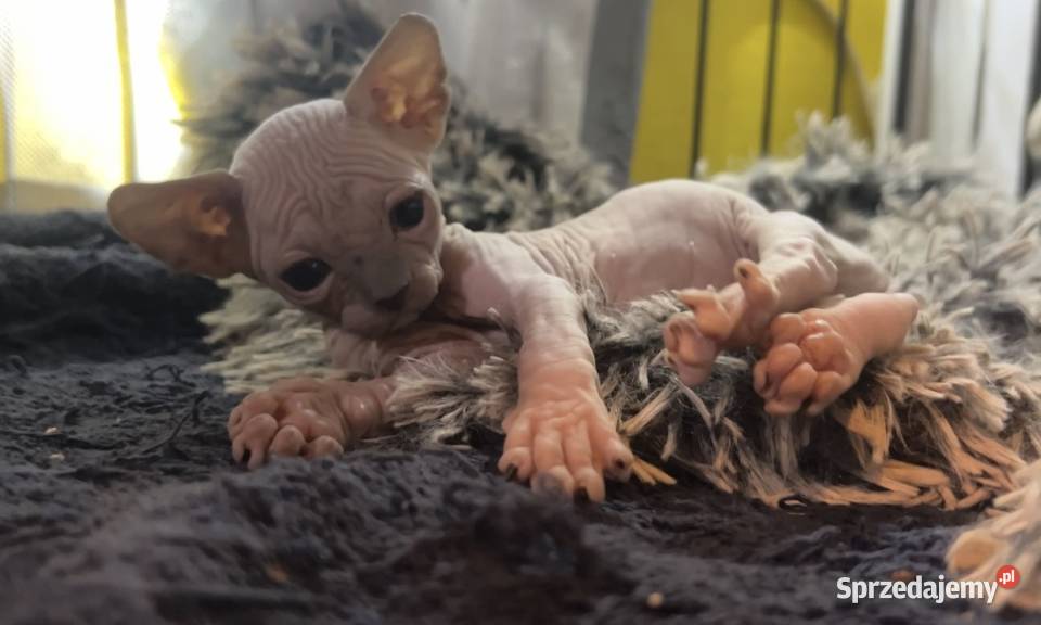 Przepiękne koty Płatna Adopcja Wwa Sosnowiec Warszawa