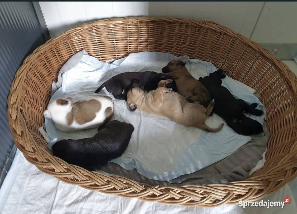 Hotel psów mazowieckie Dawidy Bankowe